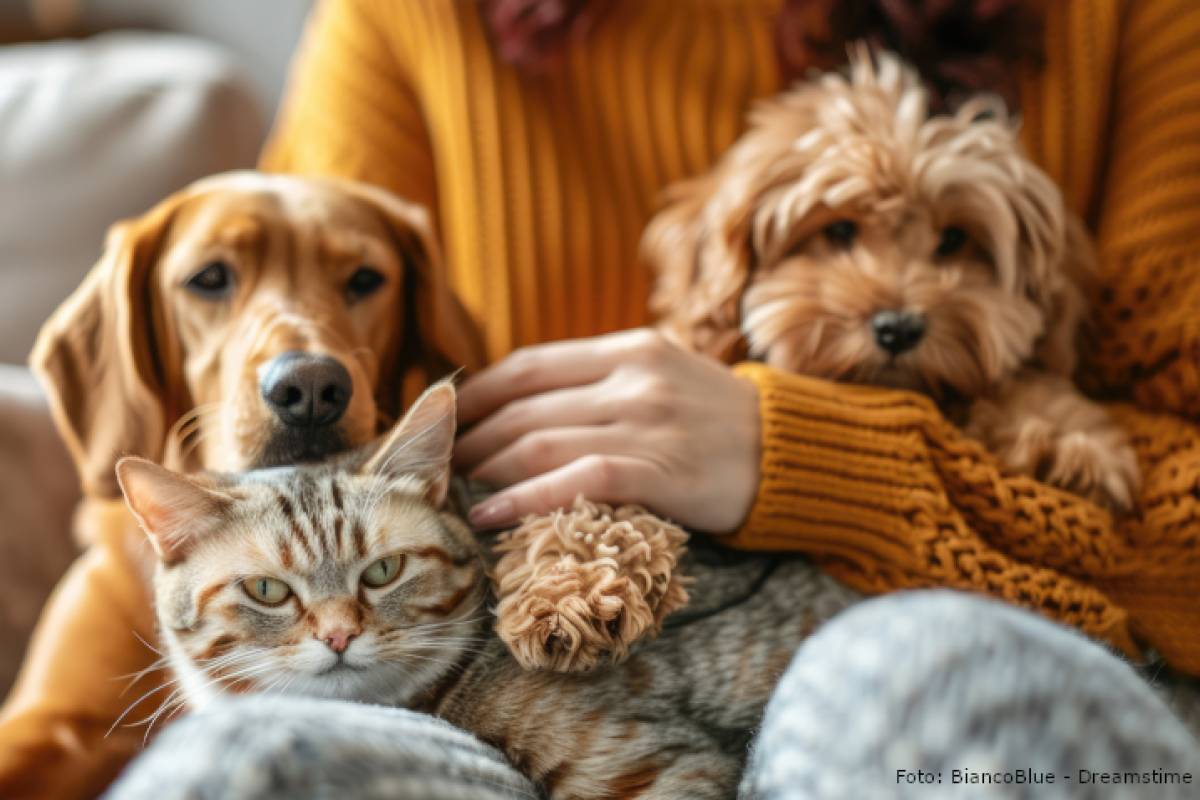 Are our beloved pets allowed to be buried with humans?